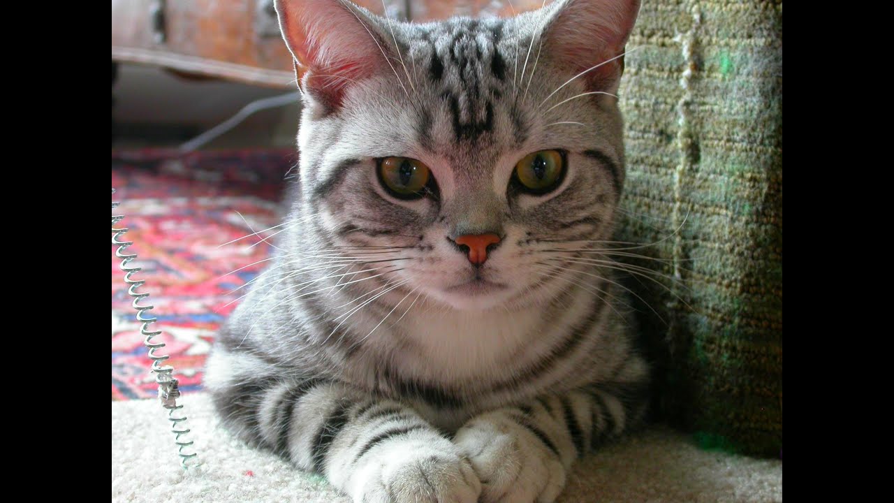 Animal Planet  :  Cats 101 ~ American Shorthair