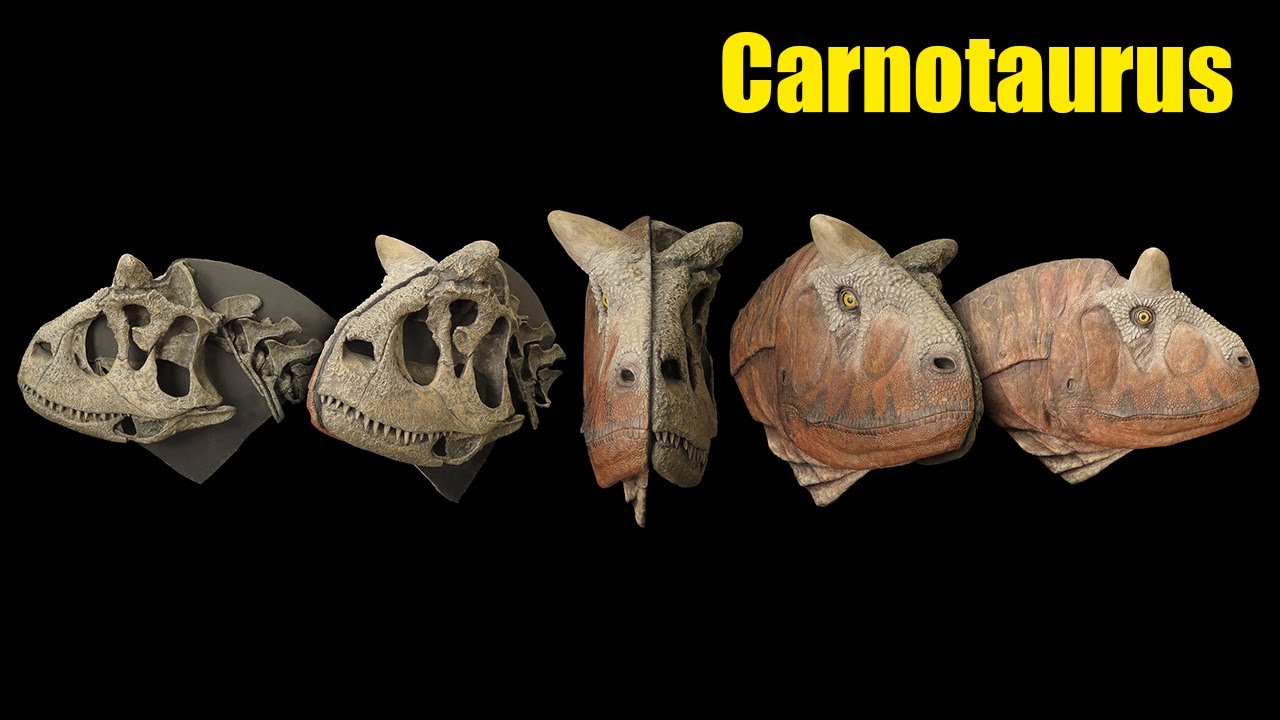 Reconstrucción de la cabeza de Carnotaurus