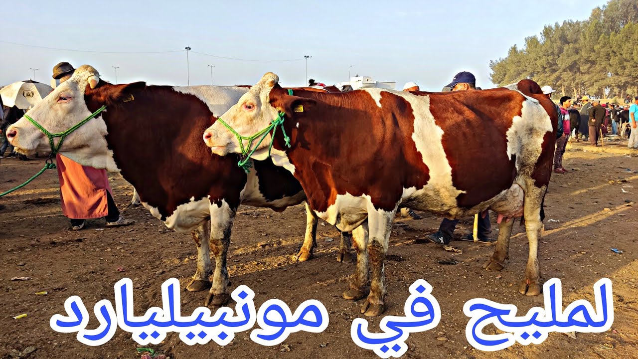 البقرة الوالدة في سوق الثلاثاء الخميسات 23/08/2022 مع الأثمنة وأرقام هواتف الكسابة فرجة ونشاط بصحتكم