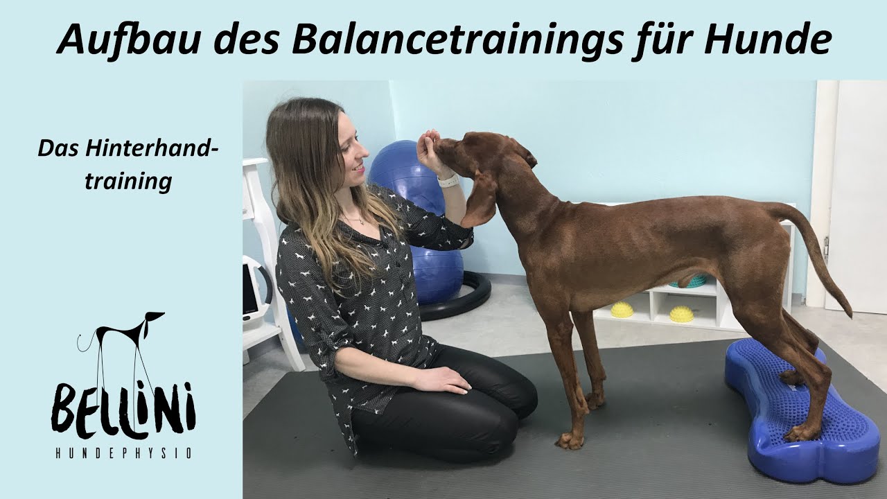Aufbau des Balancetrainings für Hunde - Das Hinterhandtraining