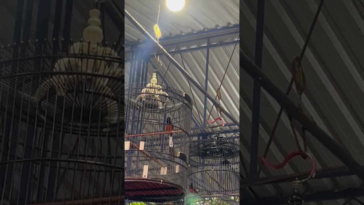 Dragon Beraksi. Koreksi Perawatan. Siang Di Ambal dan 2 X seminggu harus masuk Umbaran.