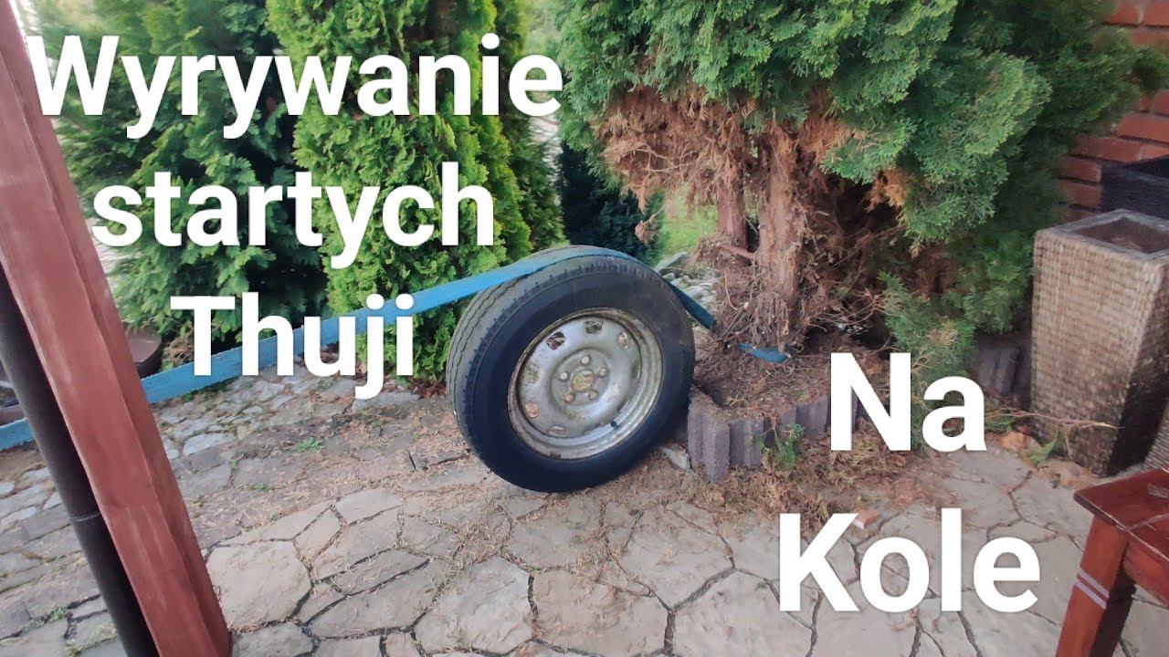 Usuwanie Wyrywanie Thuj tuji / Pękł Pas /Wyrywam Thuje z Korzeniami przy Pomocy Kola