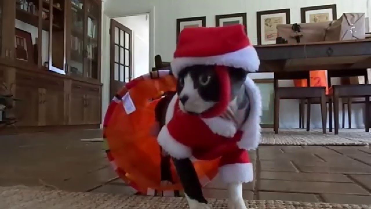 Devon Rex Holly's Christmas Movie
