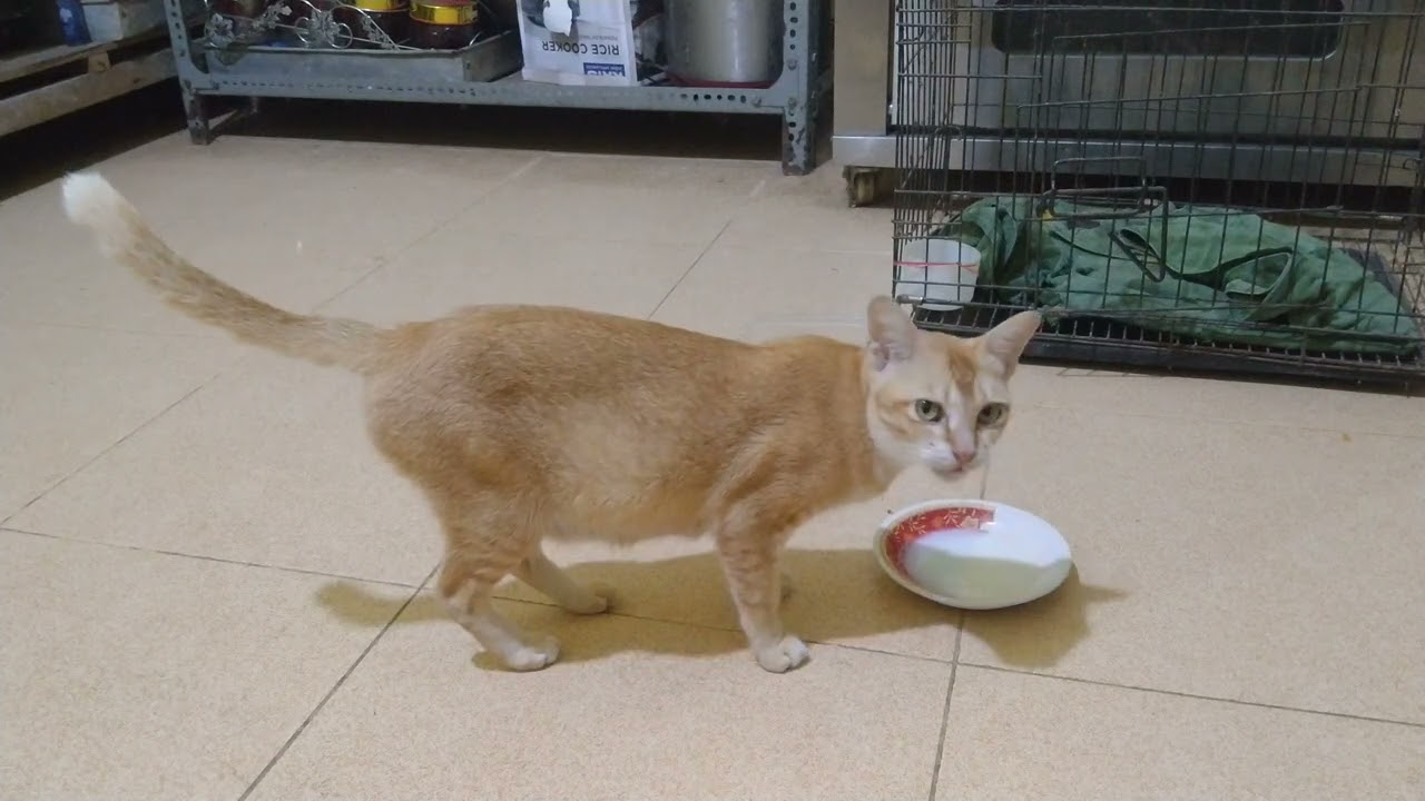 Minum susu agar anak kuat.🐱#cat #cute #videoviral.#fyp#funny 
