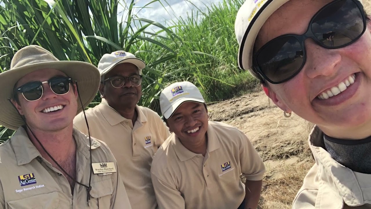 Producing Sugar Sustainably | Louisiana's Data-Driven Sugarcane Industry