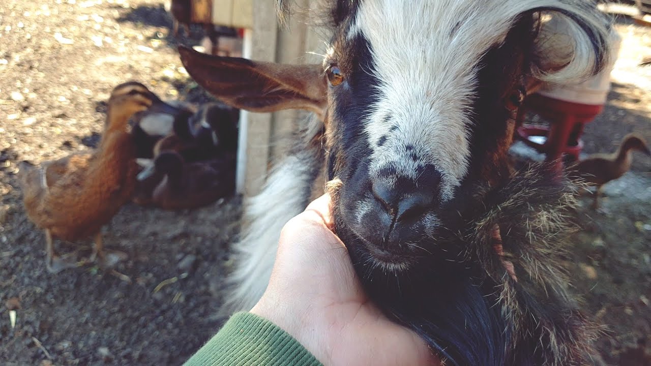 Moje mini ZOO / odc. 3 