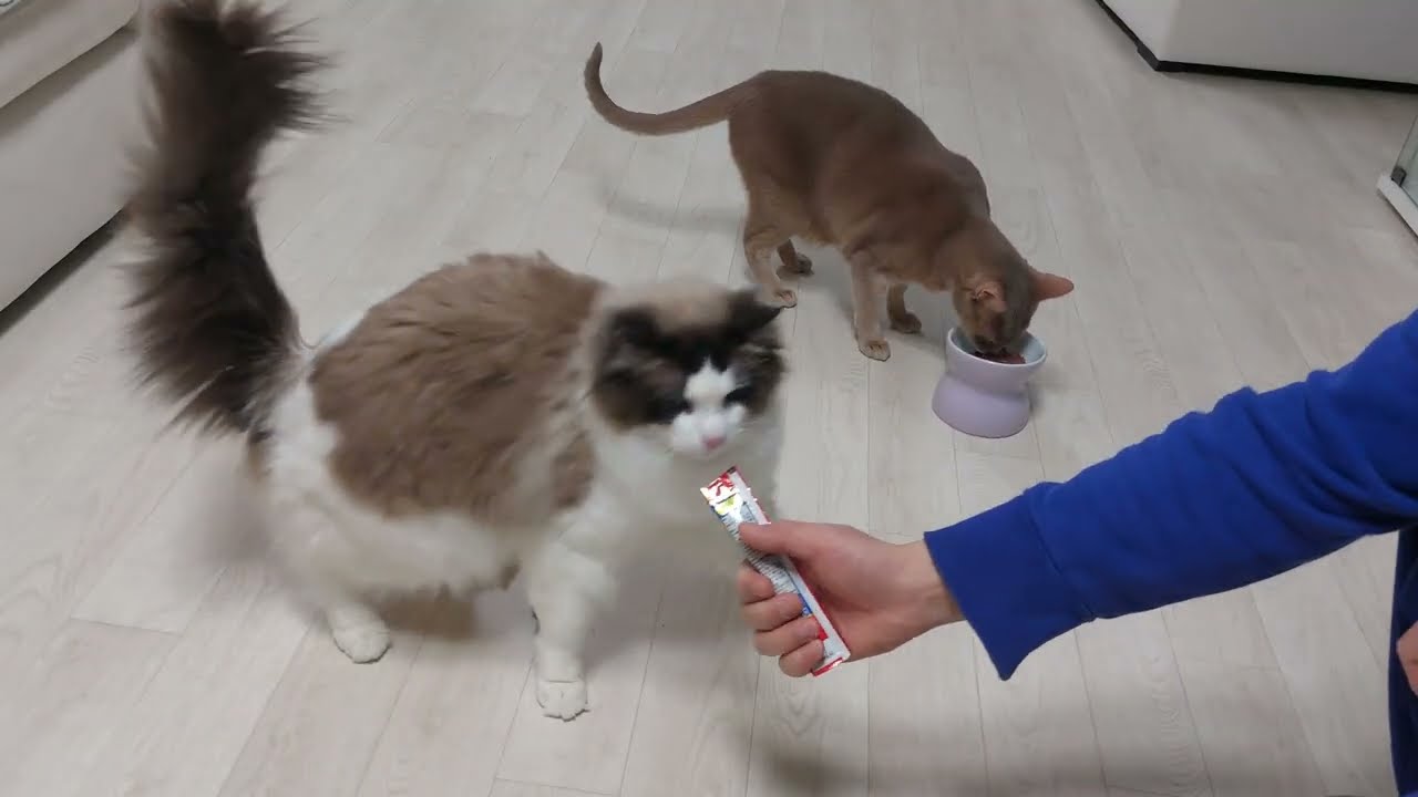 편식쟁이 코코 먹이기 힘들다