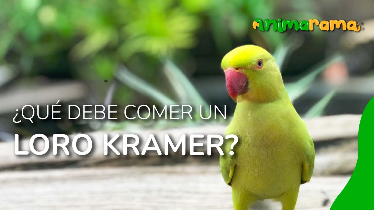 Loro Kramer alimentación de psitácidas | Criadero de aves Loro Paraíso  🦜