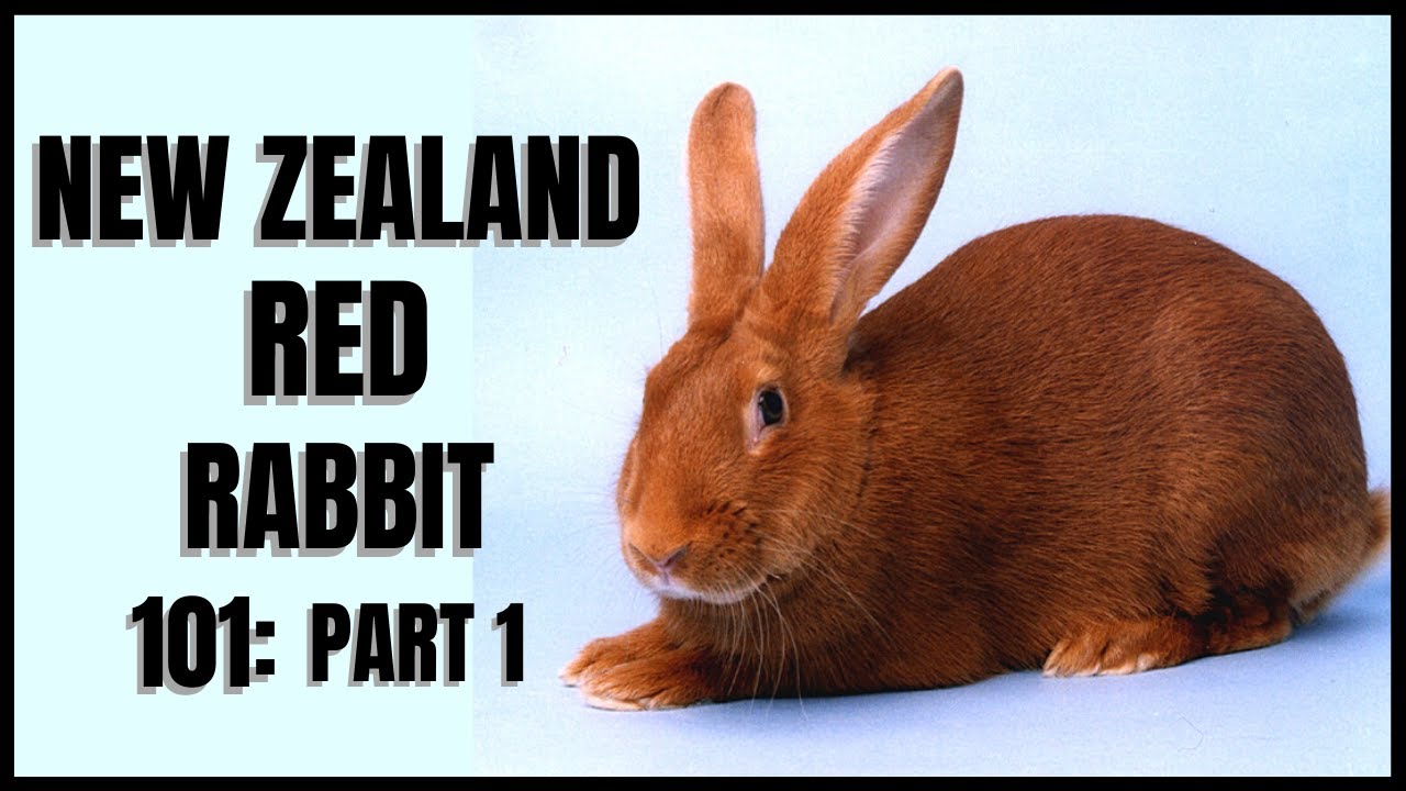 New Zealand Red Rabbit 101: Part 1