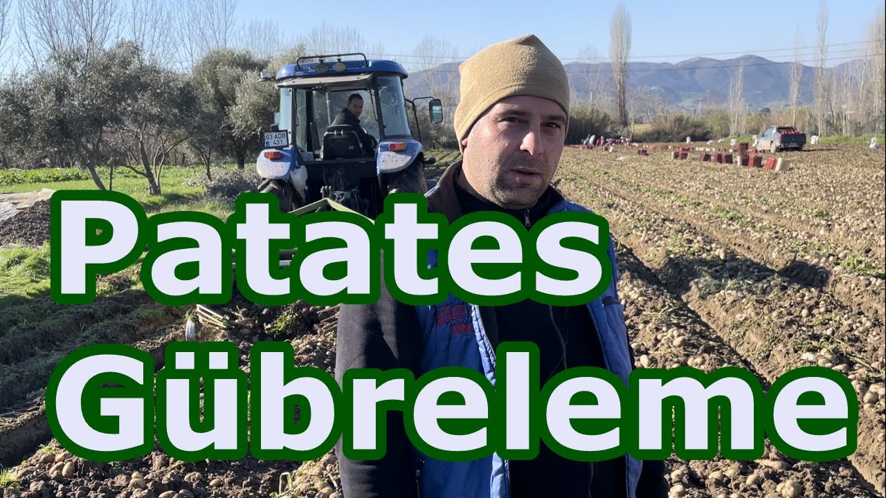Patates Hasadı - Verim ve  Kaliteyi Artırmak - Patates Gübreleme - Tohur ve Boy Gübresi - Fiyatlar