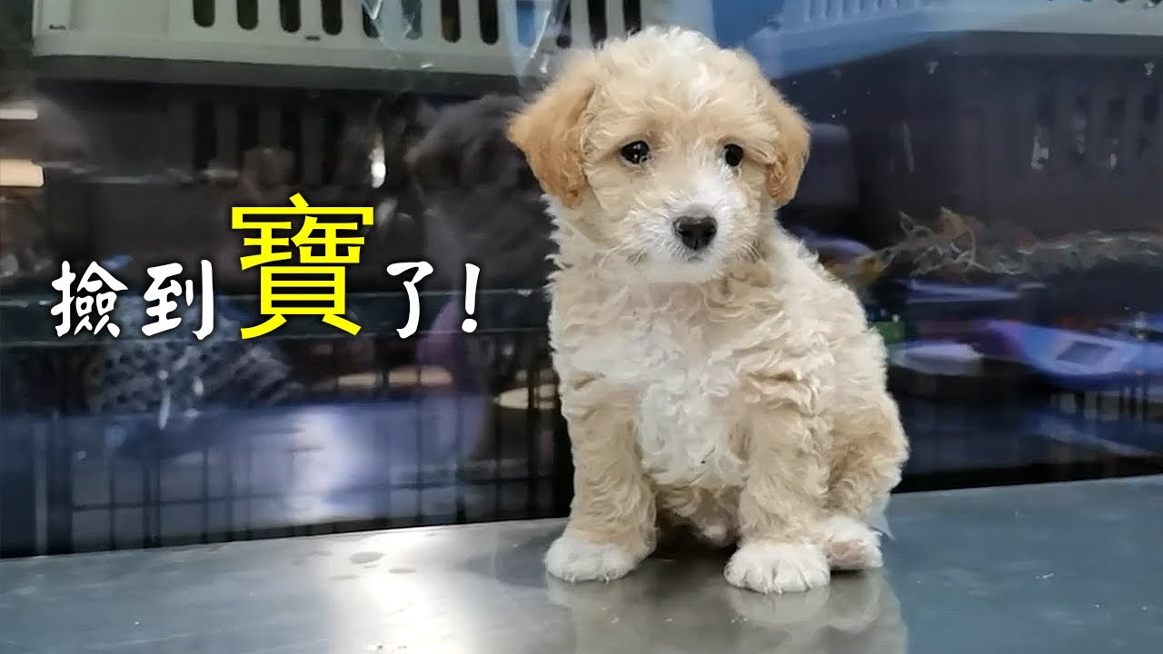 醫生說這隻撿到的小狗才一個多月，謝天謝地它很健康。