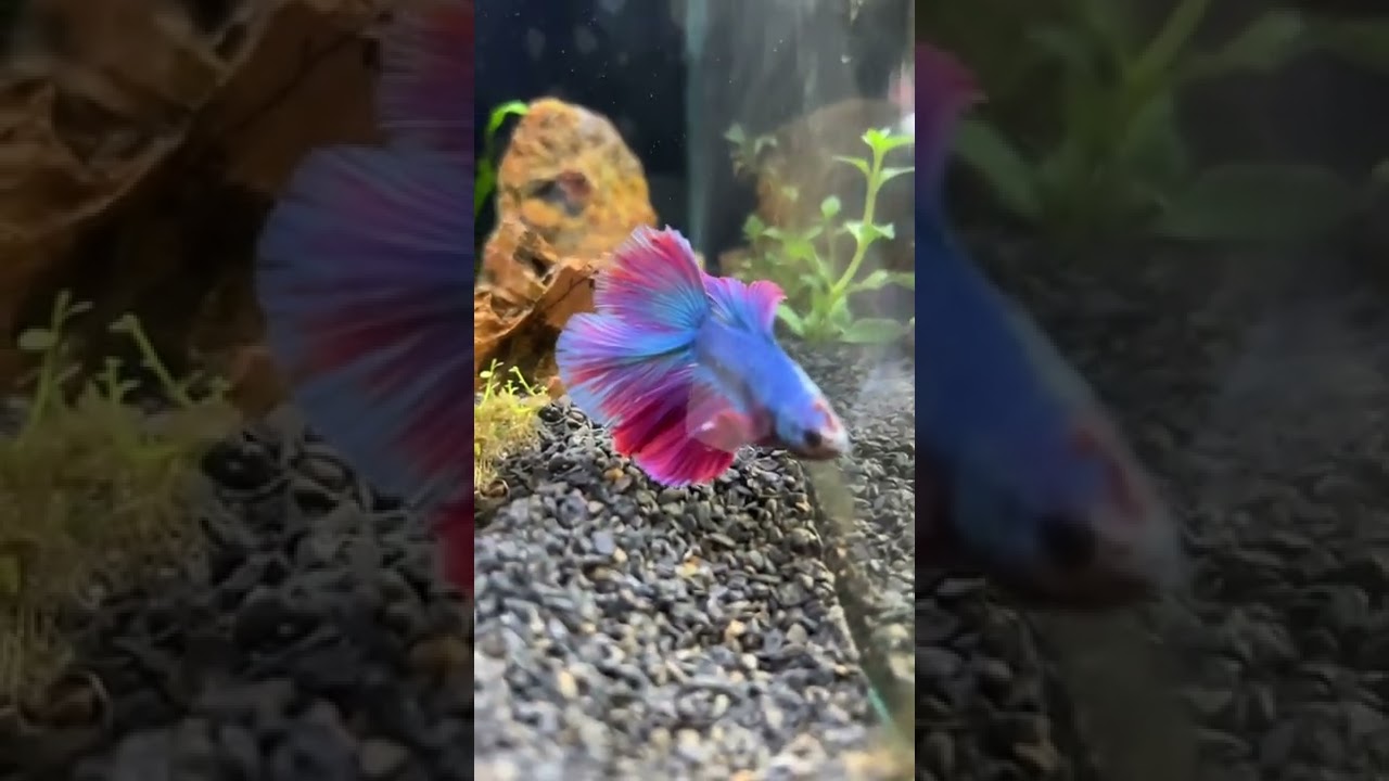 #poissons combattant