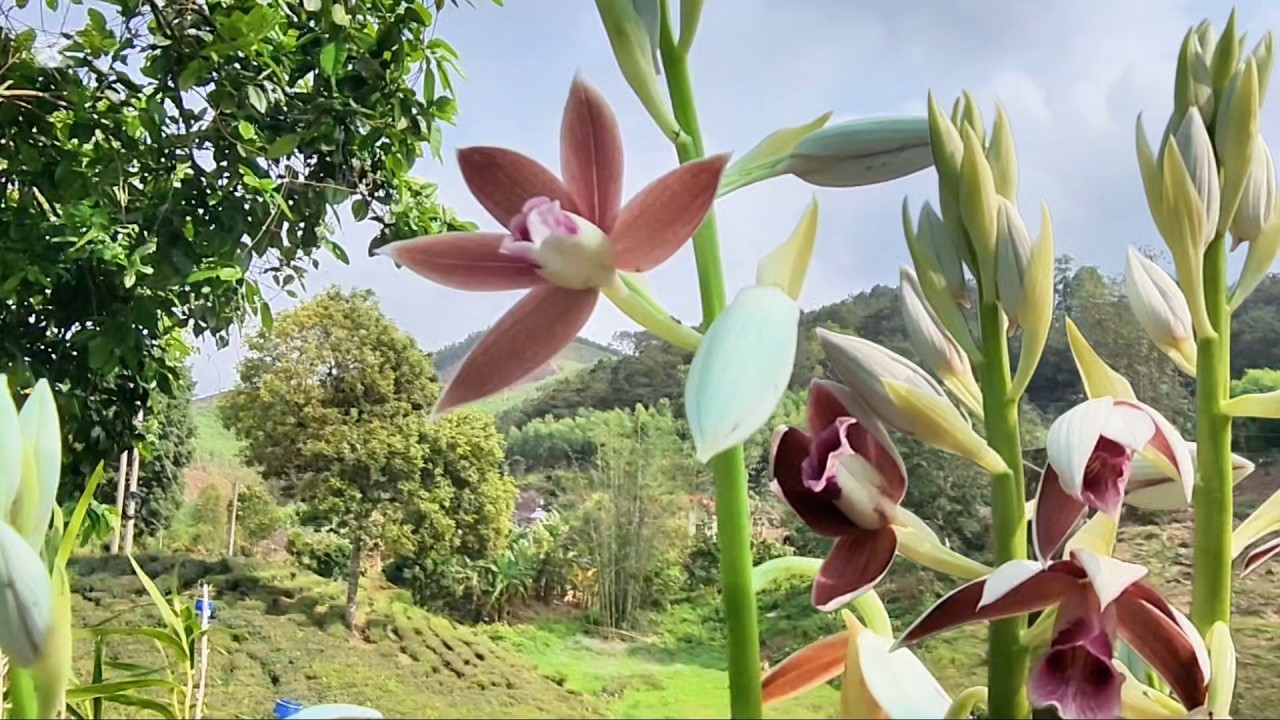 Địa lan dễ trồng hoa to nở bền cho người mới chơi | hoa lan và cuộc sống