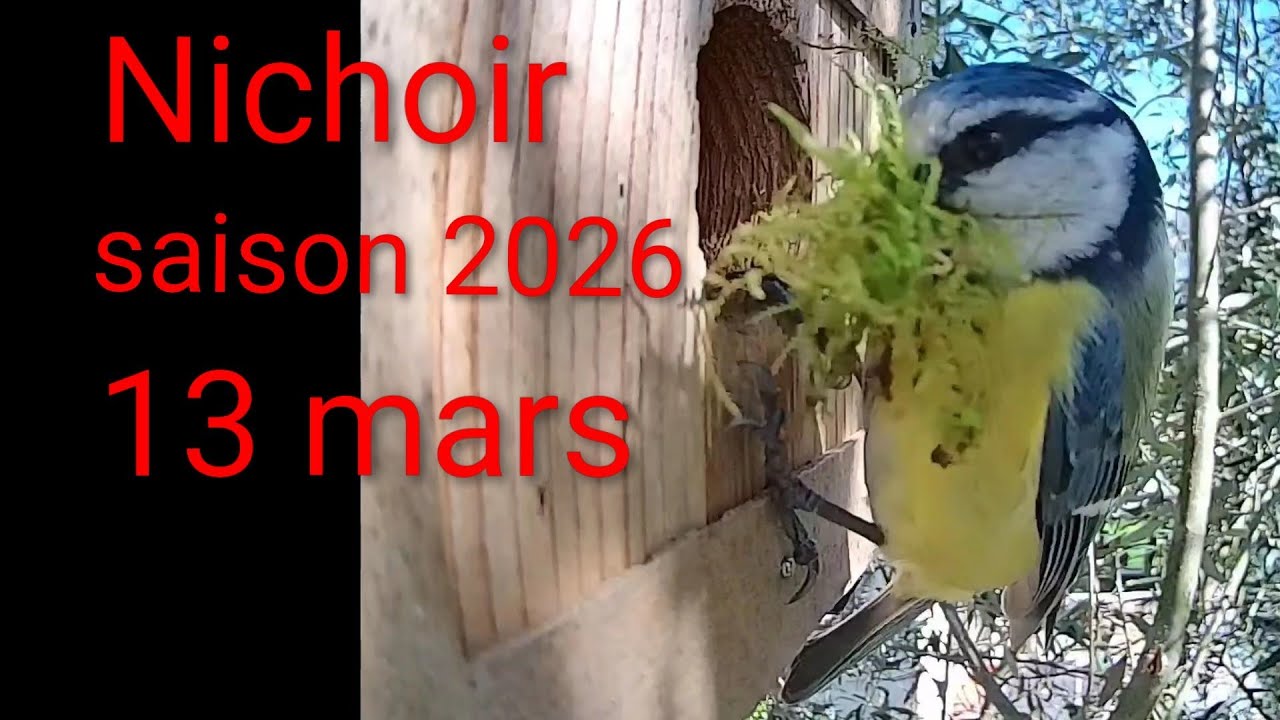 Nichoir saison 2026: 13 mars nidification des mésanges bleues #nichoir #nature #birds