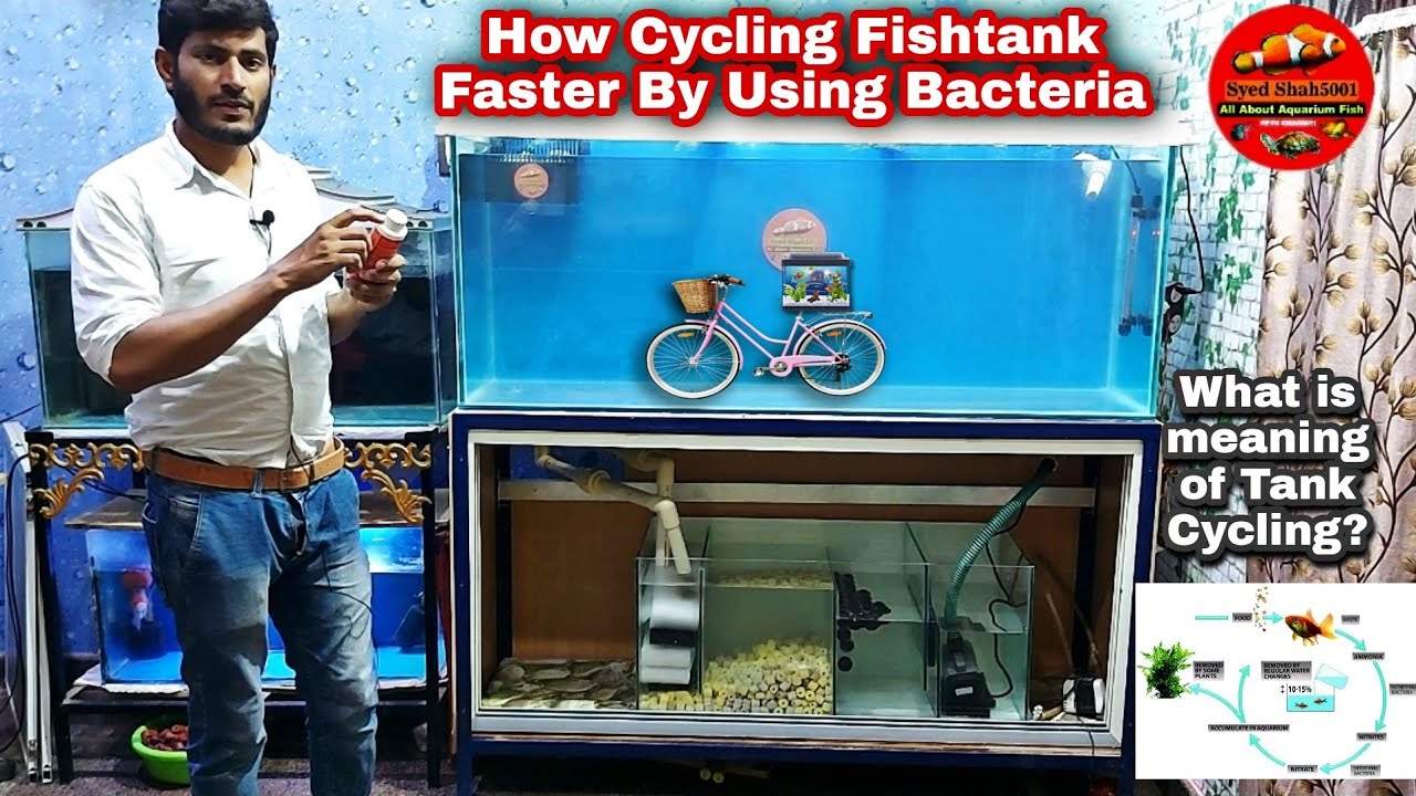 How To Cycle Barebottom Fishtank - How cycle Fishtank ? what is Fishtank Cycling?