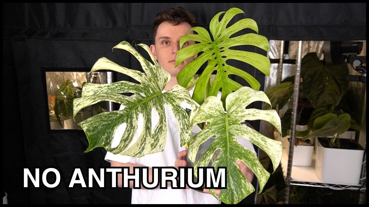 Almost* Every Plant I Have (That Isn't an Anthurium)