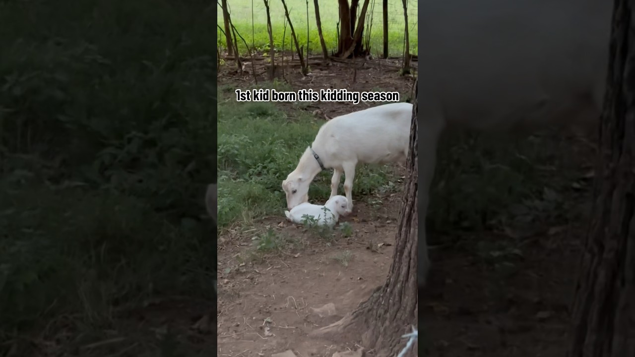 Newborn goat kid. #newborn #goatkid #babygoat #does #itsagirl #healthy #laboranddelivery #lamancha