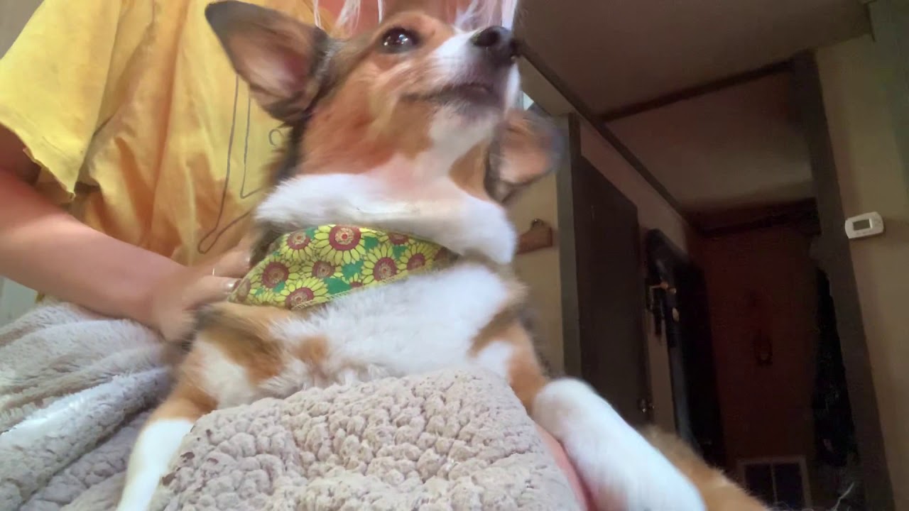 Corgi Love