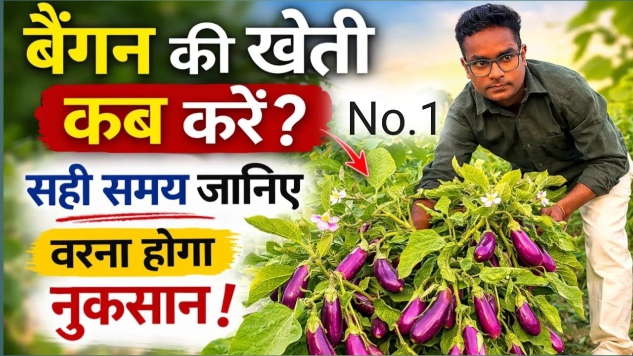 बैंगन की खेती कब करें? सही समय जानिए वरना होगा नुकसान | Baingan Ki Kheti Best Time