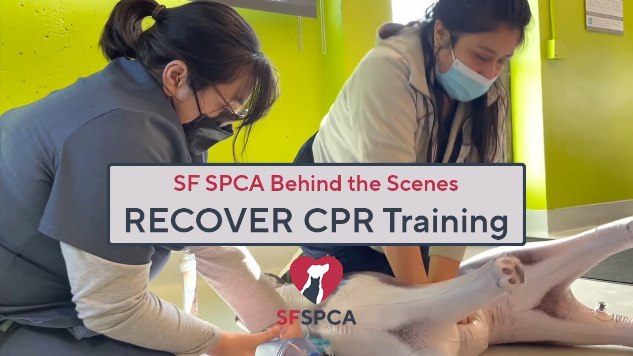 Vet Teams Learn RECOVER CPR Training | SF SPCA Behind the Scenes