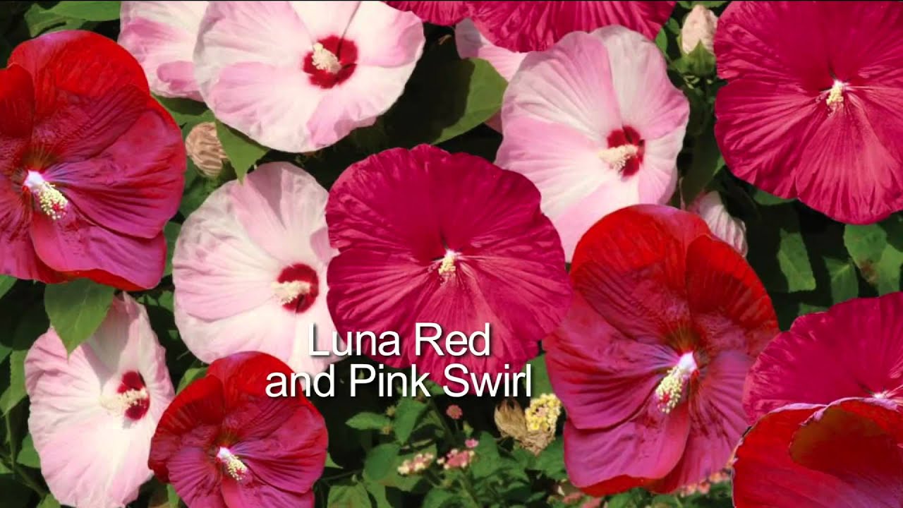 Roberta's 3-pc. Top Class Multi-Color 2-in-1 Hardy Hibiscus with Dan Wheeler