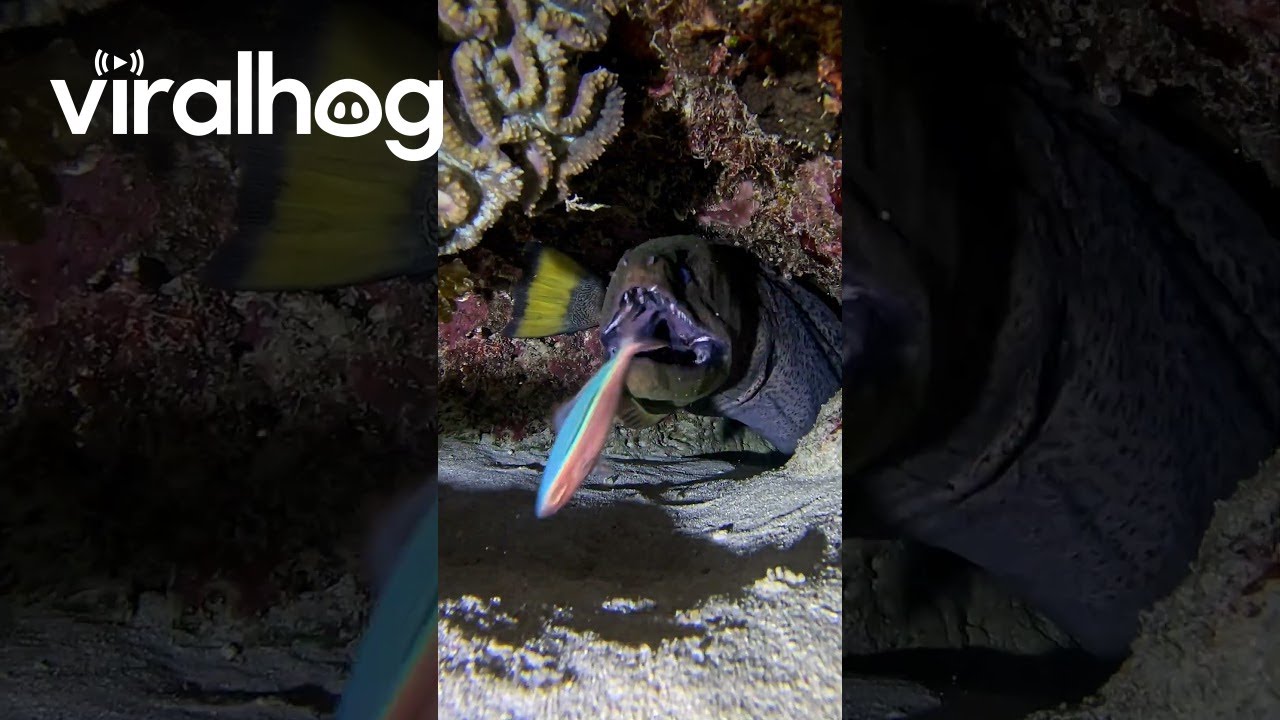 Fish Has a Close Call With Moray Eel || ViralHog