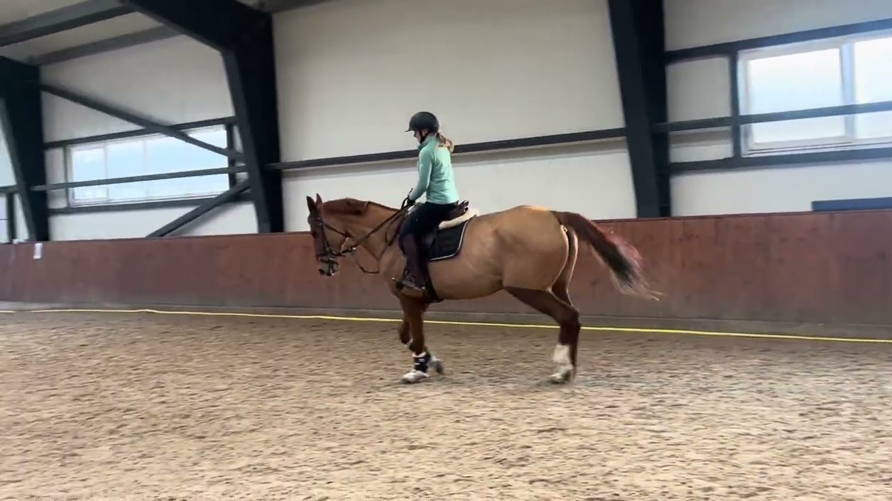 SOLD Temze 5yo Lithuanian warmblood for dressage/showjumping/hobby. 