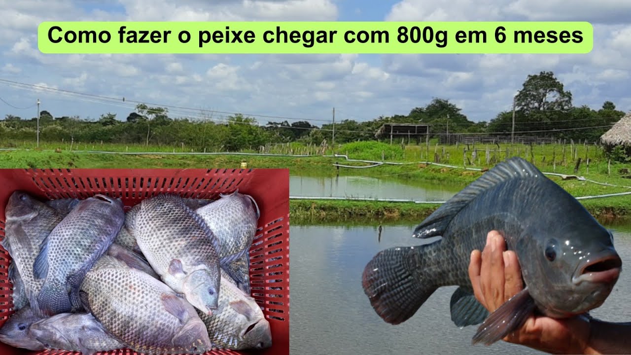 Como fazer o peixe chegar com 800 g em 6 meses?