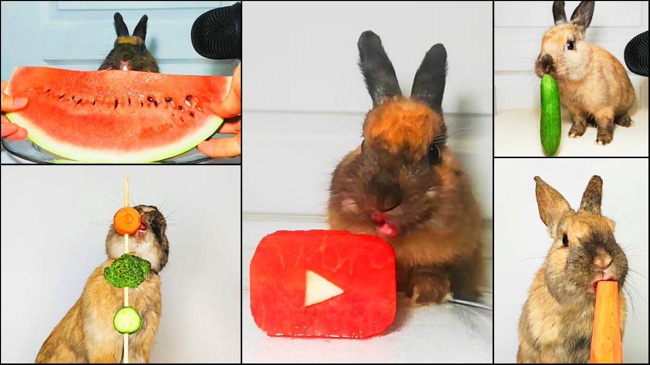 Top 5 Rabbit ASMR Eating Compilation