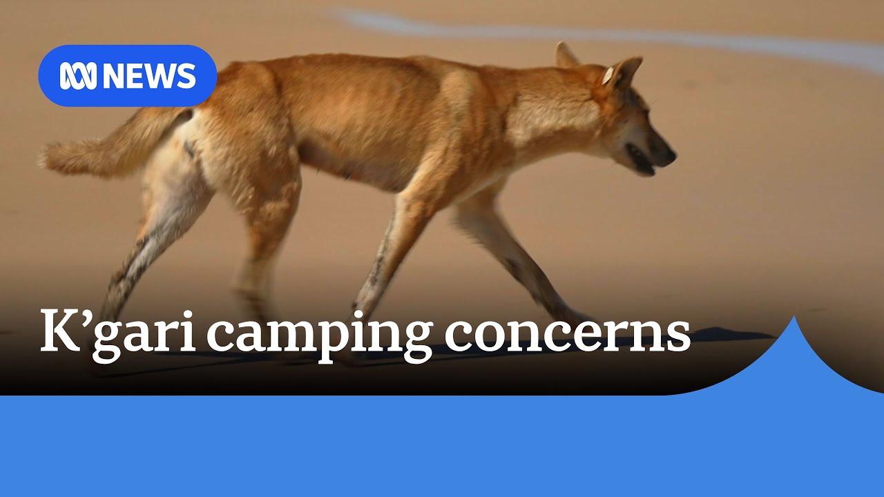 Mayor wants children banned from unfenced camping to stop dingo attacks on K'gari | ABC News