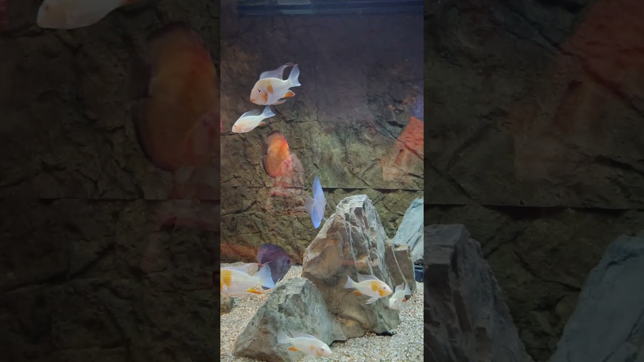 New Centerpiece Fish: Albino Acaras 