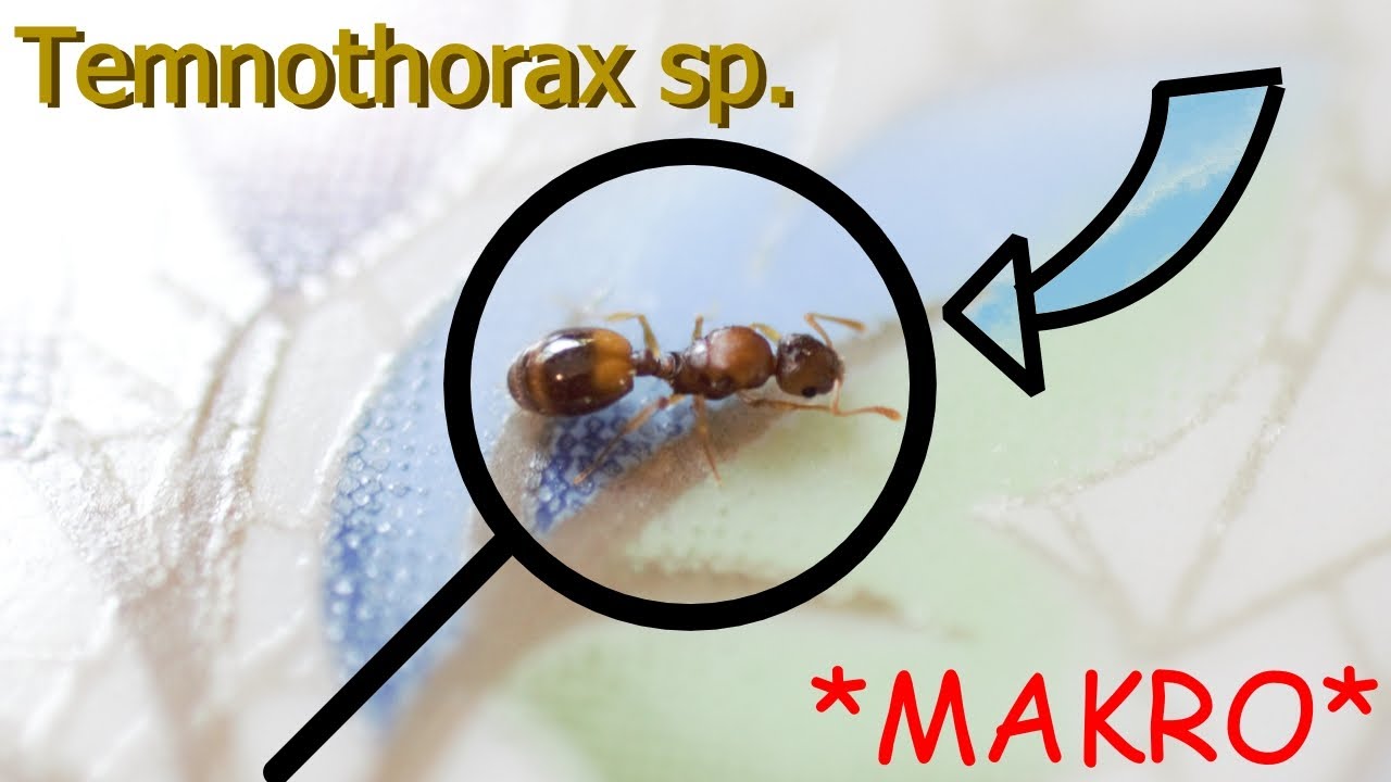 Temnothorax sp. | Jak oddzielić kolonię od żołędzia