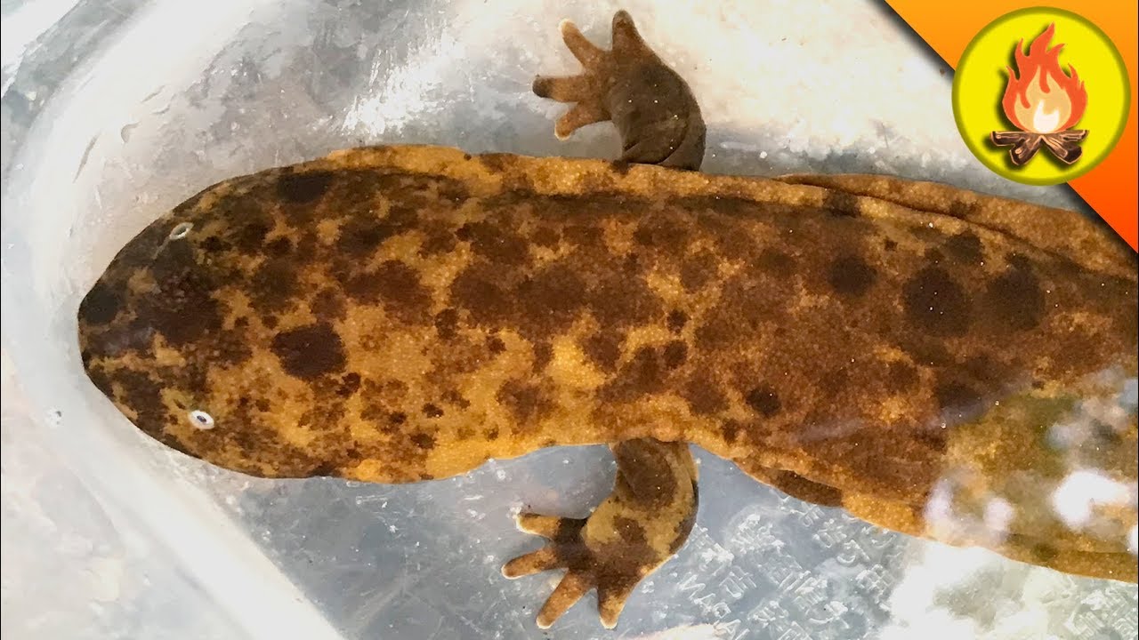 Finding Baby GIANTS?!