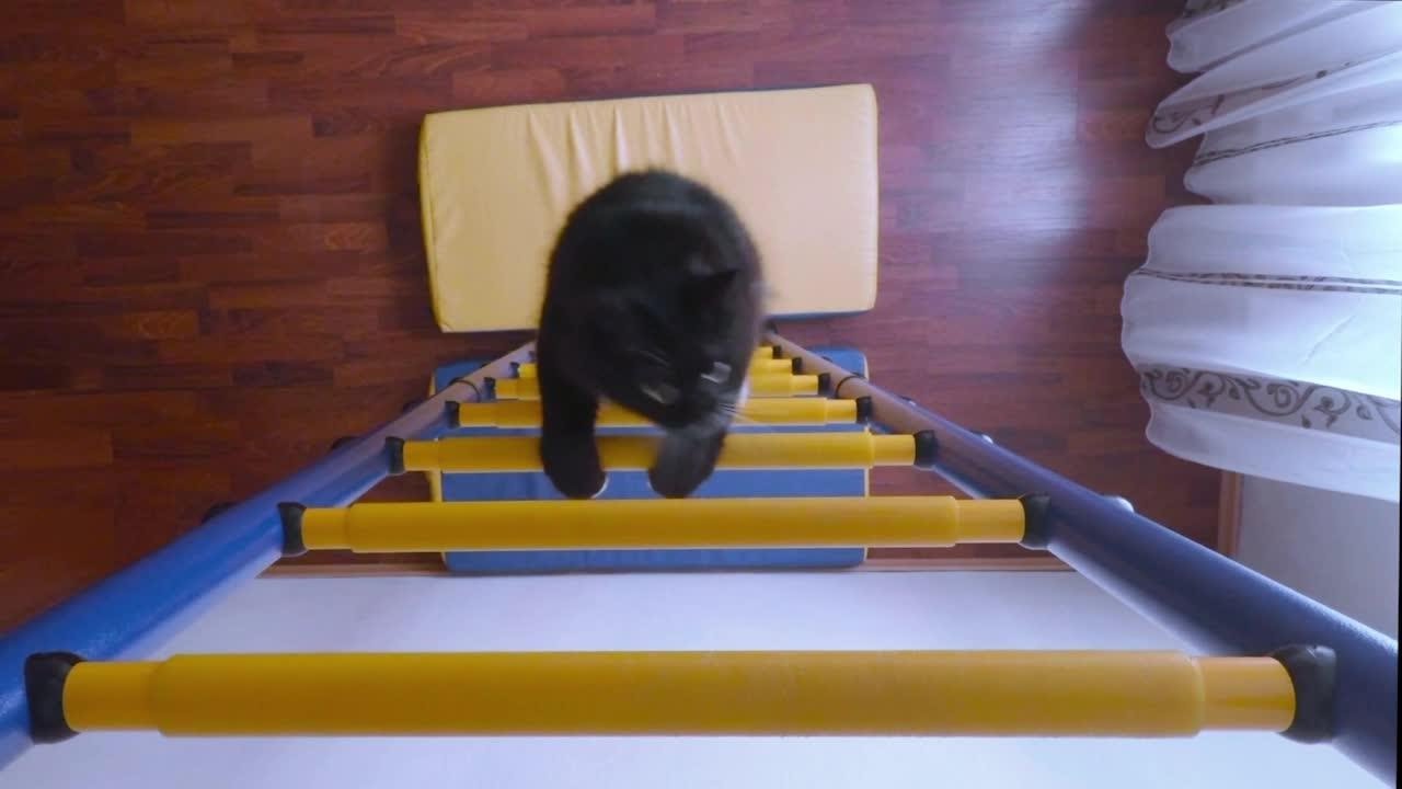 Why Does My Cat... Like to Sit Up High?