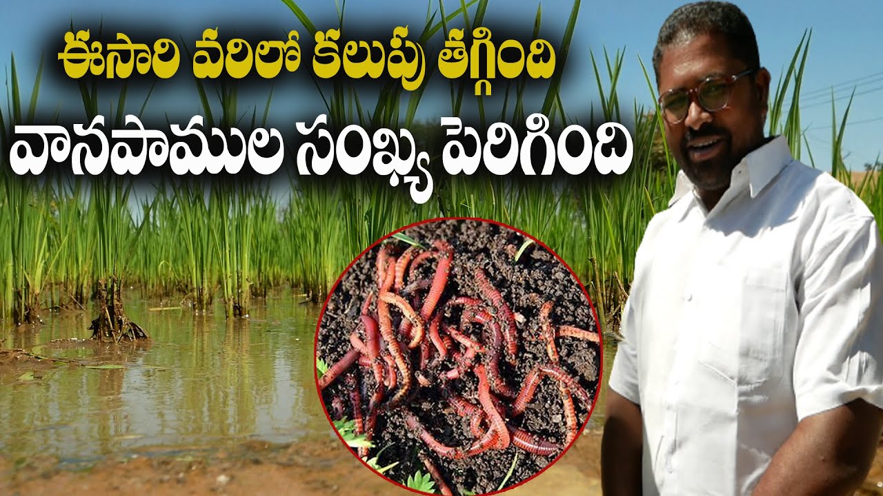 E96 |ఈసారి వరిలో కలుపు తగ్గింది, వానపాముల సంఖ్య పెరిగింది.Earthworms increased in paddy|@GramaBazaar