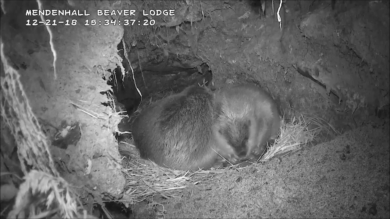 Beaver Eats its Feces while in Bed