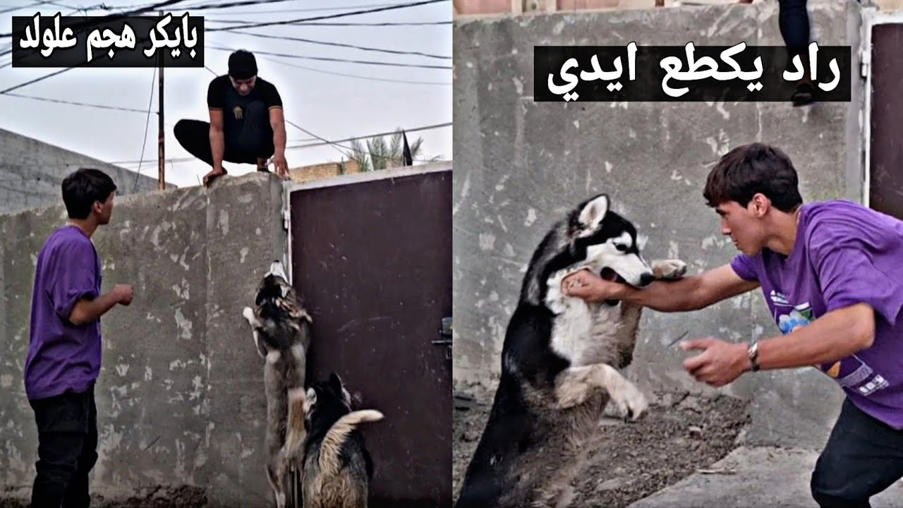 سويت مقلب بجماعتي هديت عليهم كلبي بايكر شوفو شصار بيهم