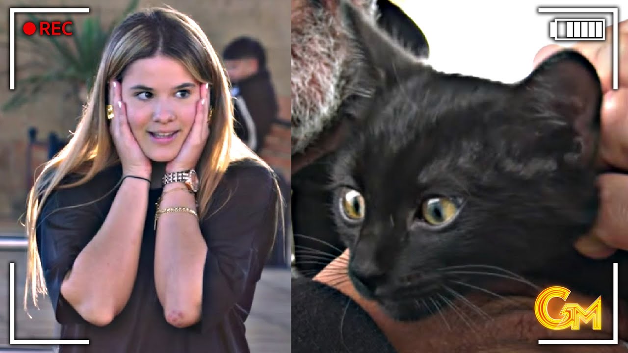 ''¡Tira LOS GATOS a LA BASURA, apártalos de aquí!'' - Maltrato Animal Gente Maravillosa Cámara