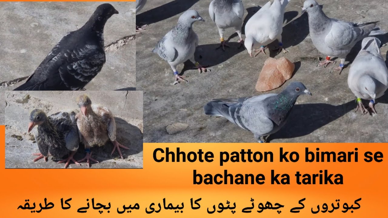 Chhote patton ko bimari se bachane ka tarika#pigeon #quetta #birds #kabootar 