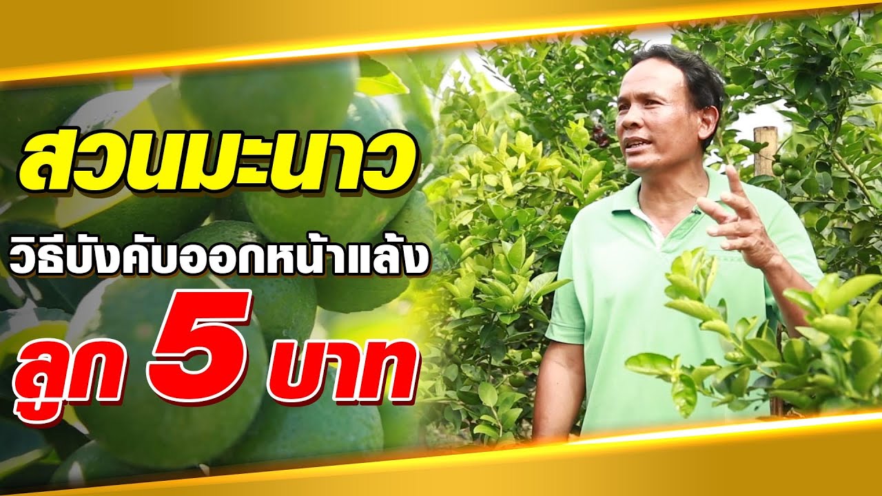 ปลูกมะนาวแบบบังคับออกหน้าแล้ง โกยเงินแสน | เกษตรรวย
