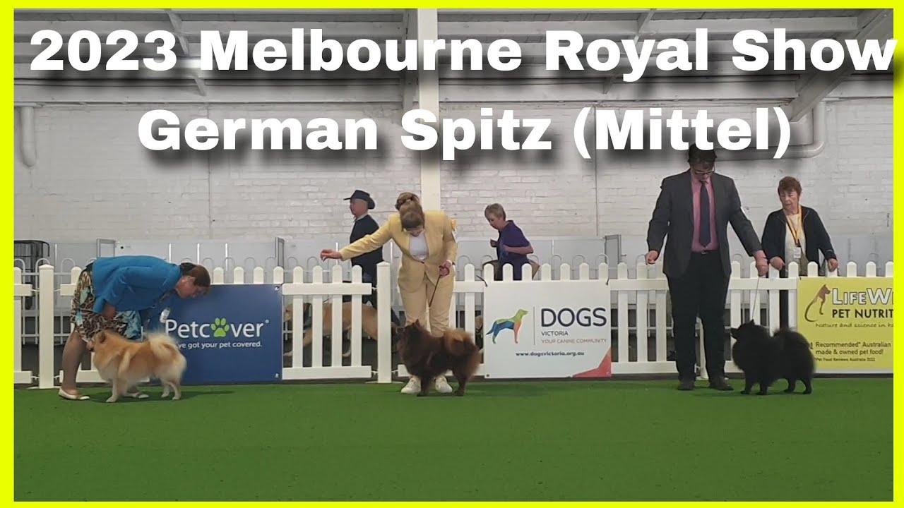 2023 Melbourne Royal Show - German Spitz (Mittel)