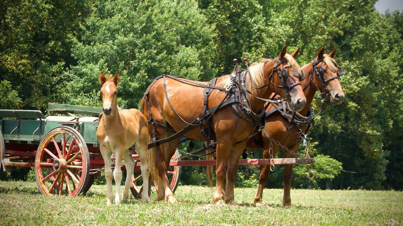 A Horse for Every Budget (Suffolk Draft Cross Mare & Foal Available)