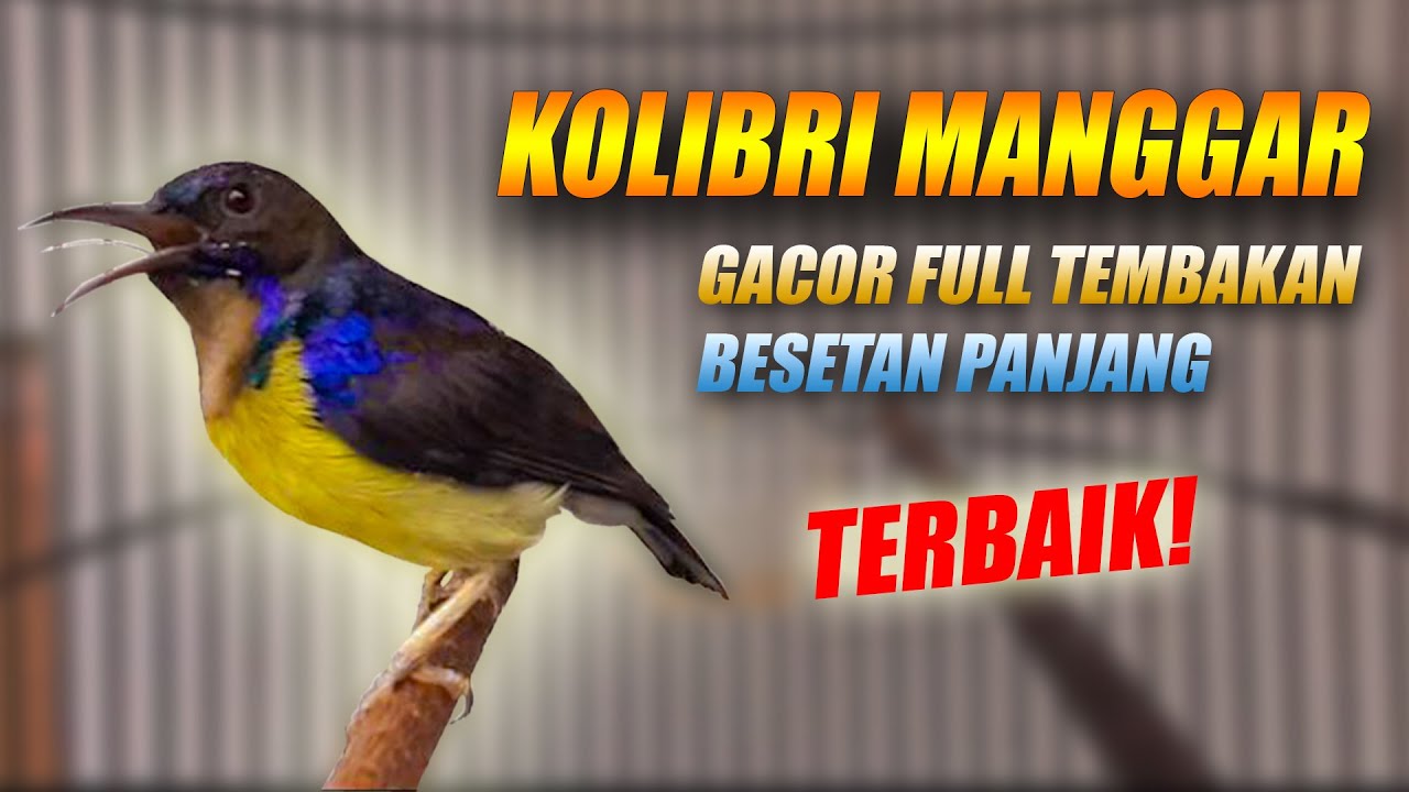 KOLIBRI MANGGAR GACOR FULL ISIAN NGOBRA - MASTERAN SUARA BURUNG KOLIBRI KELAPA FULL TEMBAKAN NGECRET