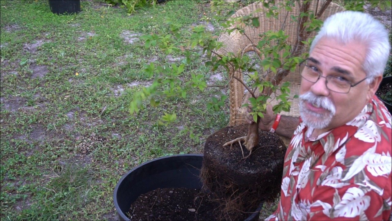 How to Plant a grafted Jaboticaba Tree in a Container