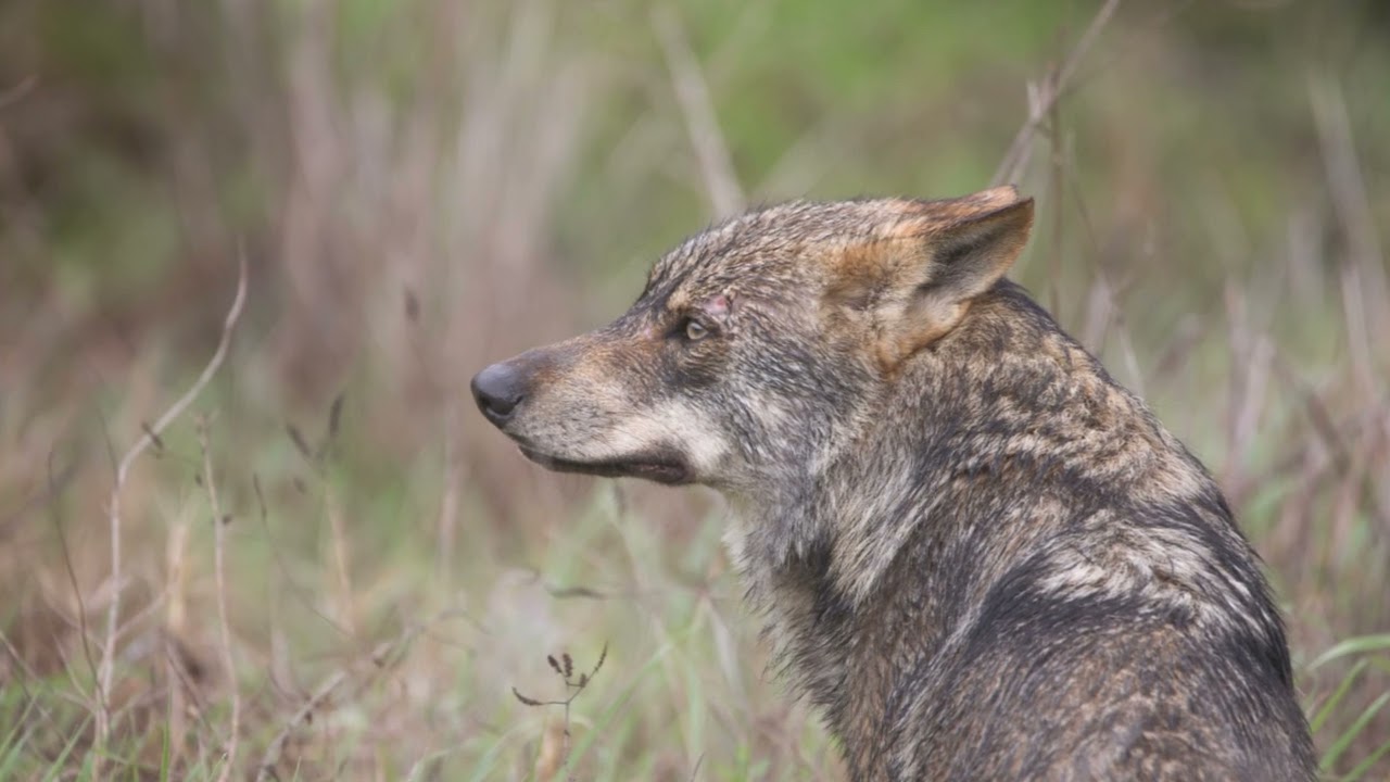 Cara a cara com o Lobo Ib&eacute;rico
