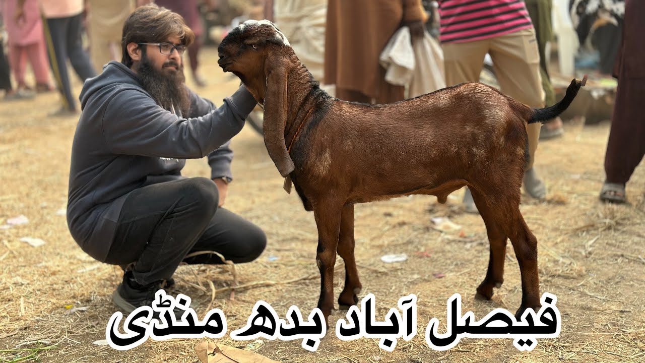Faisalabad Bakra Mandi new updates || Bakra Mandi || Haji goat farm 