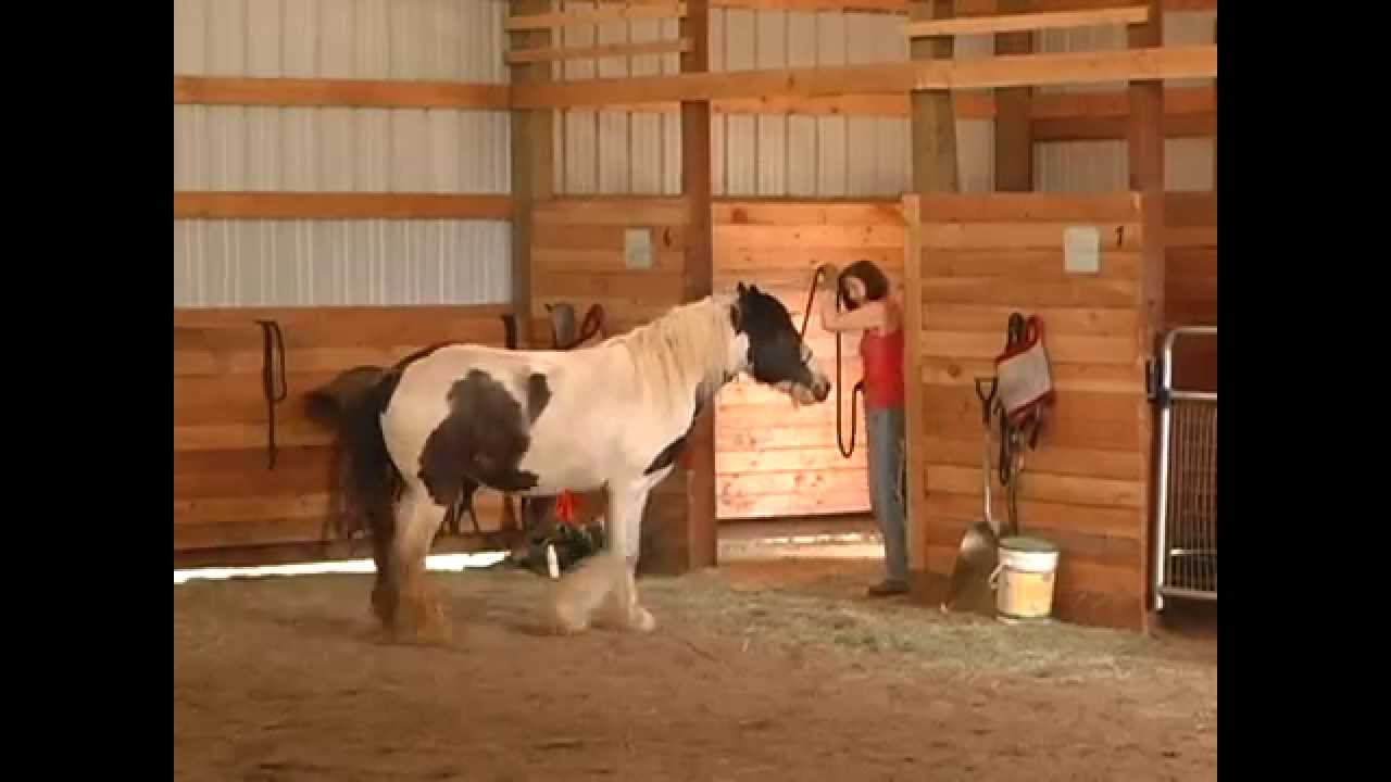 Horse Trampling People | What to do with Holistic Horse Trainer Missy Wryn