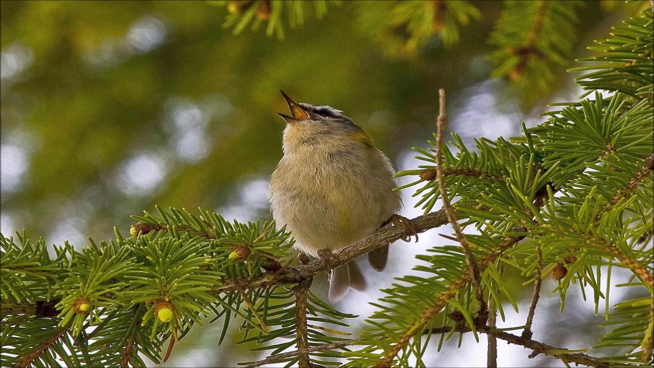 Énekesmadarak - természet hangjai zene a meditáció - Madarak csiripeltek