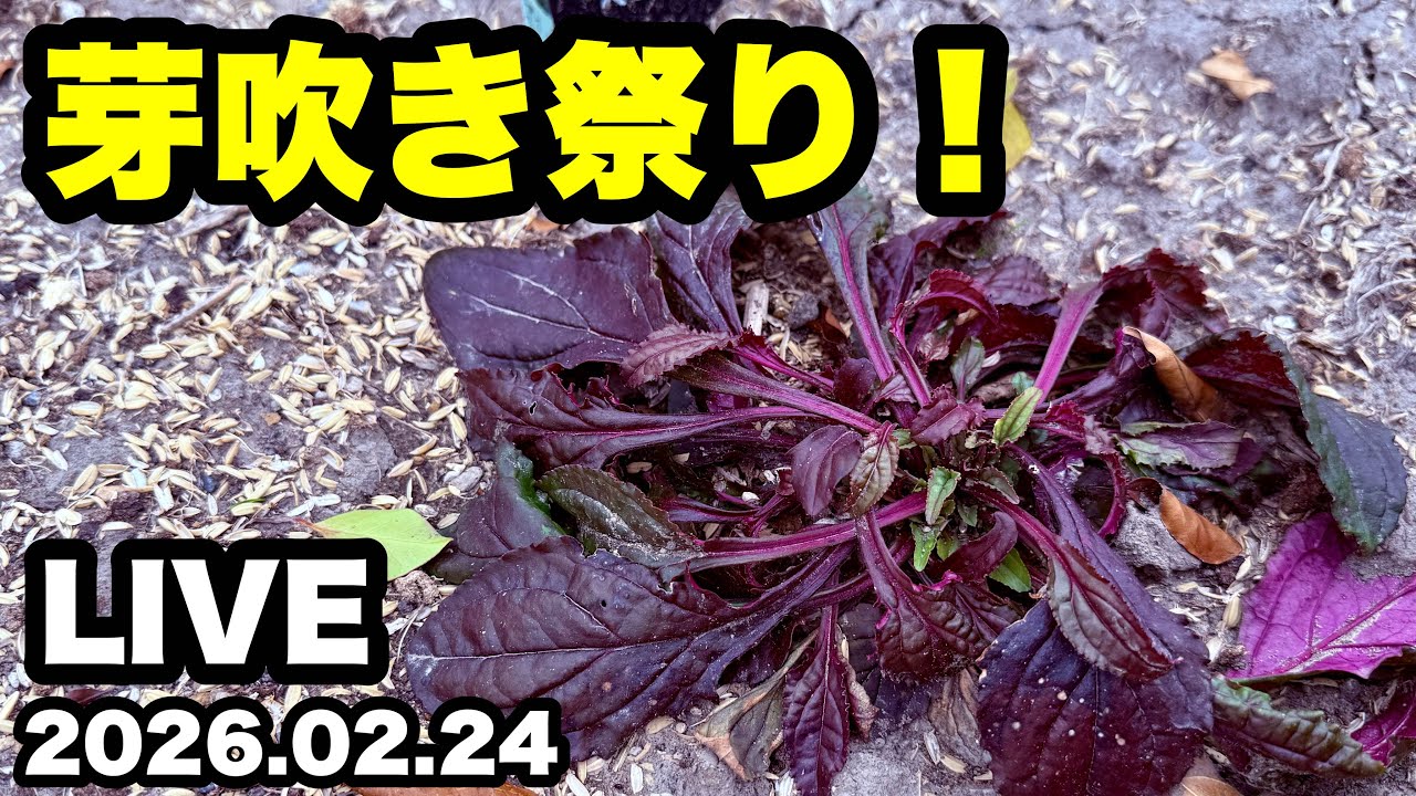 ◆春、直前🪴【宿根草・芽吹き】