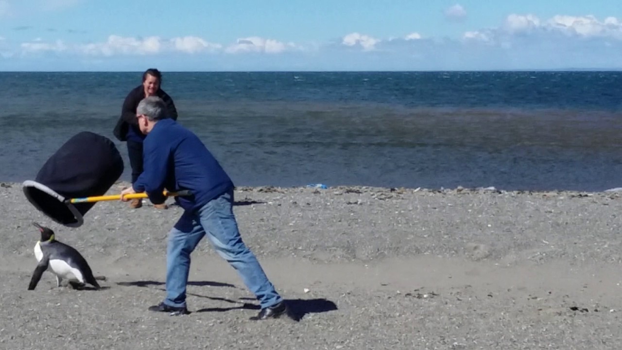 Ping&uuml;ino rey en Costanera de Punta Arenas